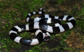 Nọc độc rắn cạp nia, loại rắn phổ biến ở Việt Nam, gây chết người nhanh tới mức nào