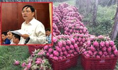 Bộ trưởng NN&PTNT: Không lo ngại Trung Quốc mở rộng diện tích trồng thanh long