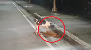 Rơi nước mắt nhìn chú chó đau đớn lay xác bạn bị xe cán chết