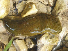 Bệnh viện Phú Thọ cứu người phụ nữ bị đỉa rừng chui vào mũi, sau khi rửa mặt, uống nước suối