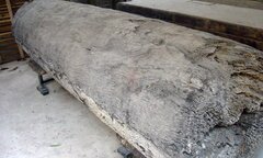 Ngôi làng ở Hưng Yên: Cứ đào xuống đất là trúng mộ thân cây vài ngàn năm tuổi