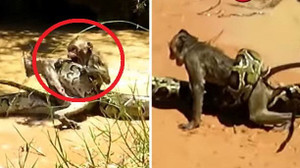 Clip: Hai bé trai tay không giải cứu khỉ bị trăn quấn chặt