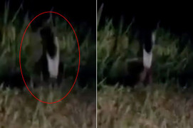 Clip: Sinh vật bí ẩn nghi 'bóng ma một chân’ huyền thoại lọt vào camera hành trình