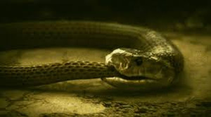 Kinh dị hành vi tự ăn thịt mình của nhiều loài động vật