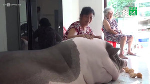 Lợn cưng khổng lồ sống trong nhà cùng chủ, biết tự giữ vệ sinh cá nhân