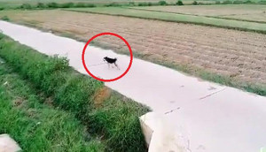 Clip trêu chó bằng flycam khiến dân mạng cười té ghế