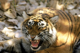 Ráo riết truy lùng hổ cái ranh mãnh, đoạt mạng 13 người