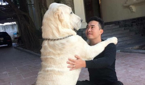 Xôn xao ổ chó 8 con, chủ nhân ra giá hơn 200 triệu đồng