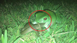 Clip: Ếch cây ngấu nghiến ăn thịt rắn và cái kết bất ngờ