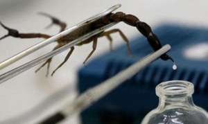 Nọc độc bọ cạp tử thần: Chất lỏng đắt nhất hành tinh