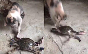 Clip: Dại dột trêu cua, mèo nhận cái kết đắng