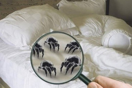 Cách loại bỏ rận, mạt bụi trên giường ngủ phòng dị ứng đầu mùa đông