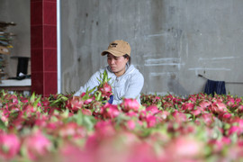 Giá thanh long ổn định trở lại sau thời gian giảm sâu