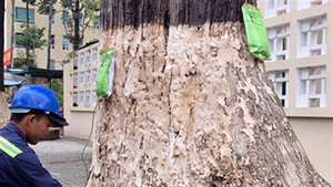 Truyền nước biển cứu 1.000 cây cổ thụ ở thành phố Trà Vinh