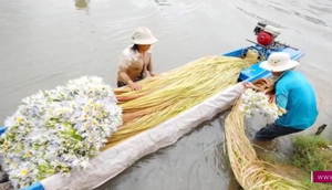Mùa nước lũ, dân miền Tây nô nức sang Campuchia hái bông súng về bán