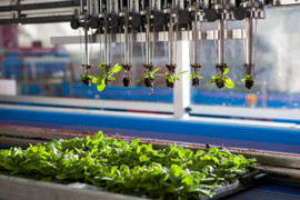 Chuyển giao công nghệ sản xuất phân bón hữu cơ chất lượng cao