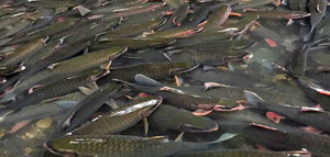 Thung lũng khô cằn đột ngột thành hồ nước và đàn ‘cá ma’ trong núi chui ra