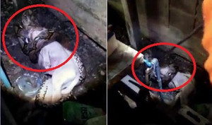 Clip: Trăn dài gần 4 mét lẻn vào nhà, siết chết chó trong đêm