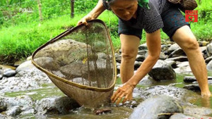 Dân Quảng Ngãi nô nức lội ruộng săn nòng nọc làm món ăn đặc sản