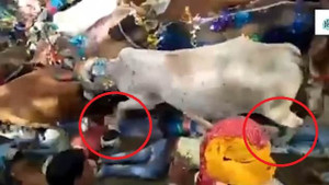Clip: Đám đông nằm rạp xuống đất cho đàn bò nặng cả tấn giẫm đạp