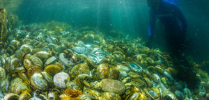 Thợ lặn châu Phi liều mạng bắt trộm bào ngư cho người giàu Trung Quốc