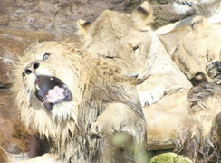 Lý giải nguyên nhân sư tử cái cắn chết bạn tình sau 8 năm chung sống