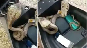 Clip: Mở cốp xe máy, hoảng hồn phát hiện 3 con rắn hổ mang