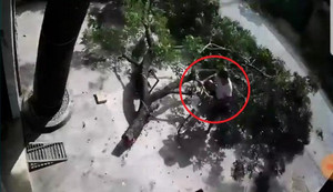 Clip: Cành cây lớn đổ ập xuống đầu, 2 người đàn ông đứng nói chuyện may mắn thoát chết