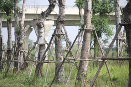 Ảnh: Những cây xà cừ cổ thụ ở Hà Nội chết khô sau khi đánh chuyển