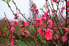 Nhiều trường đại học cho sinh viên nghỉ Tết Âm lịch 2019 gần 1 tháng