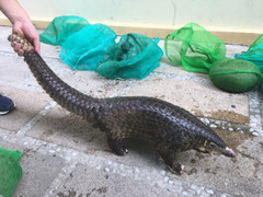 Triệt phá đường dây mua bán động vật hoang dã ở Quảng Nam