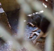 Nơi ngục tù của các loài động vật tại Củ Chi, TP.HCM