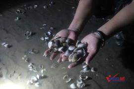 Ngao chết hàng loạt ở Quảng Ninh do xả thải?