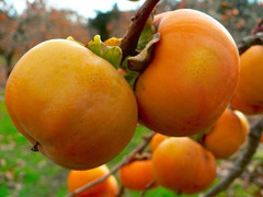 Vì sao ăn hồng giòn dễ bị tắc ruột?