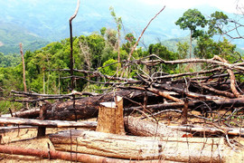Phá rừng phòng hộ quy mô lớn ở Quảng Nam, hai vợ chồng lĩnh án