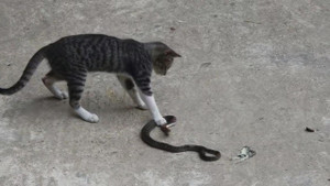 Clip: Mèo nhà tung ‘miêu quyền’ đánh rắn bỏ trốn trối chết