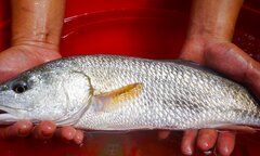 Ngư dân Đà Nẵng bắt được cá nghi sủ vàng quý hiếm