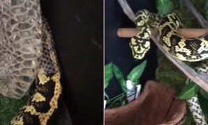 Clip: Cận cảnh trăn rừng lột xác đẹp ngỡ ngàng