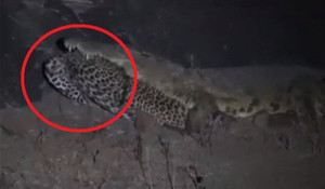 Clip: Cá sấu sông Nile ngoạm xác, ăn thịt báo đốm trong đêm