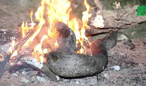 Video: Người dân tiêu hủy con trăn nghi siết chết người ở Đồng Nai