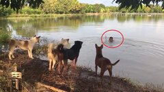 Video: Giả vờ chết đuối thử lòng bầy chó cưng và cái kết bất ngờ