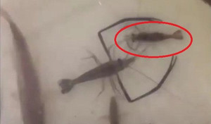 Clip: Tôm đực xòe càng che chở bạn tình mang thai