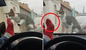 Clip: Tung cước dọa mèo, tài xế ô tô lĩnh cái kết 'gậy ông đập lưng ông'
