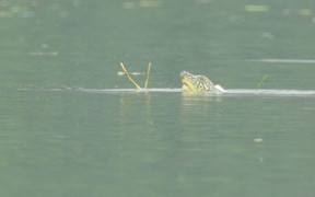 Có nhiều hơn một rùa Hoàn Kiếm ở hồ Đồng Mô?