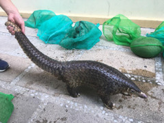 Bắt giam kẻ mua bán động vật hoang dã quý hiếm ở Quảng Nam