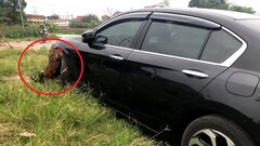 Clip: Chủ xe bất ngờ khi 'bắt quả tang' thủ phạm làm xước sơn ô tô