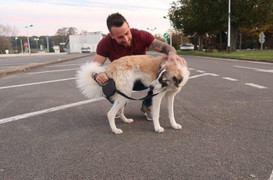 Con chó vượt hơn 4.800 km để gặp lại ân nhân cứu mạng