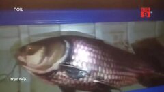 Clip: Ngư dân Đồng Tháp bắt được cá hô khủng nặng 60 kg