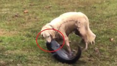 Clip: Chó tung đòn thần tốc, bắt gọn cá trê khủng trong chớp mắt