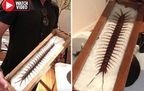 Video: Phát hiện rết khổng lồ dài 38 cm, to như rắn trong vườn nhà